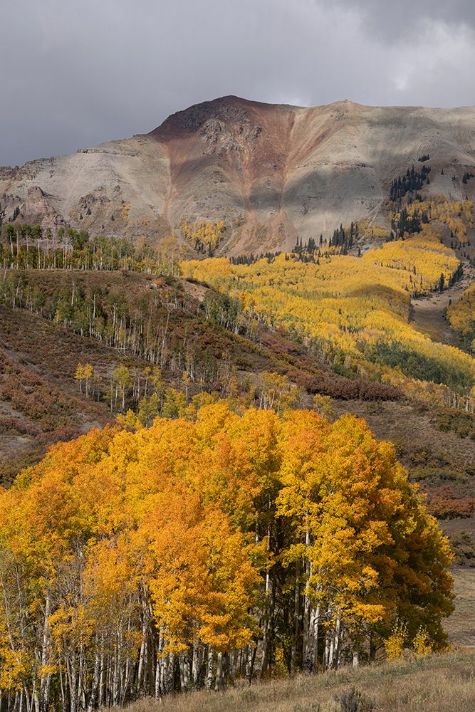 USA-Colorado-Uncompahgre National Forest Autumn forest and mountain art print by Jaynes Gallery for $57.95 CAD