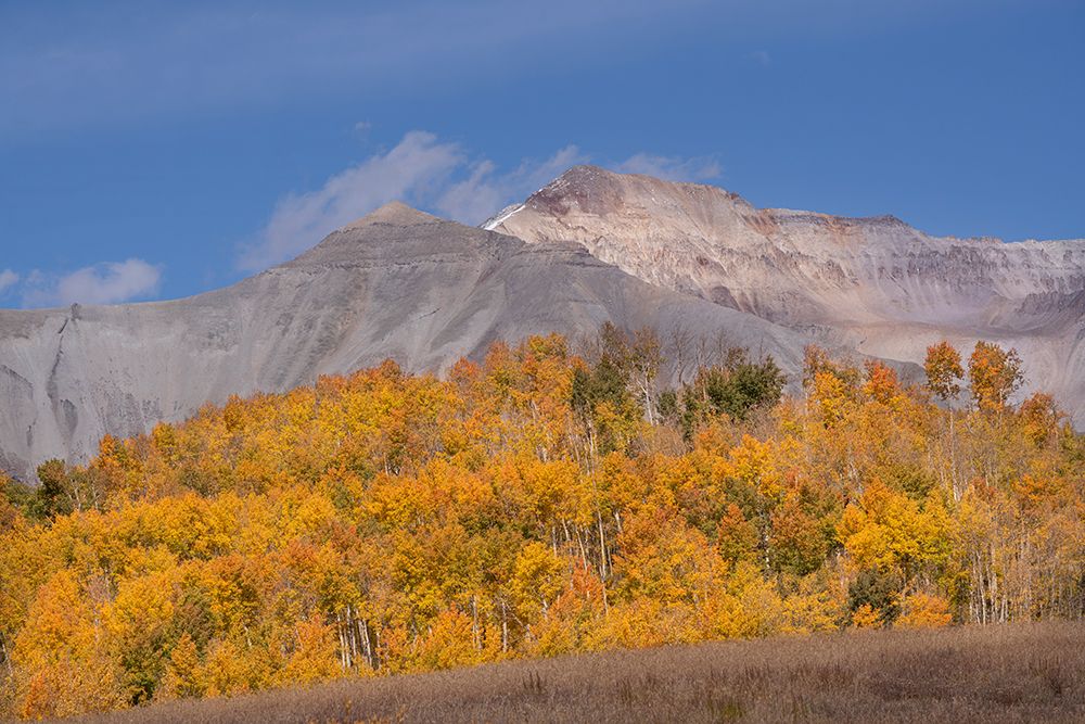 USA-Colorado-Uncompahgre National Forest Autumn forest and mountain art print by Jaynes Gallery for $57.95 CAD