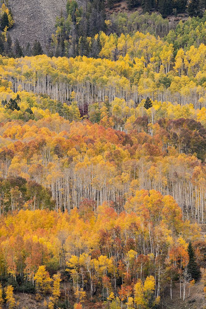 USA-Colorado-Uncompahgre National Forest Autumn-colored forest art print by Jaynes Gallery for $57.95 CAD