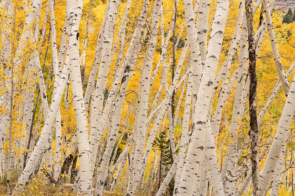 USA-Colorado-Uncompahgre National Forest Forest of aspen trees art print by Jaynes Gallery for $57.95 CAD