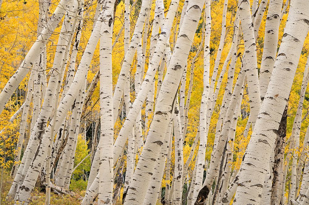 USA-Colorado-Uncompahgre National Forest Forest of aspen trees art print by Jaynes Gallery for $57.95 CAD