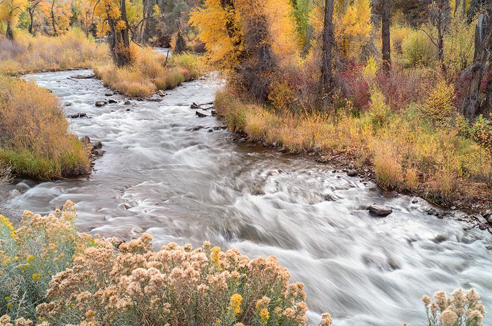 USA-Colorado-White River National Forest Fryingpan River and autumn foliage art print by Jaynes Gallery for $57.95 CAD