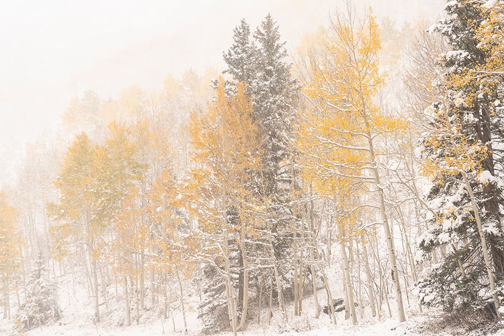 USA-Colorado-Uncompahgre National Forest Aspen and spruce after autumn snowstorm art print by Jaynes Gallery for $57.95 CAD