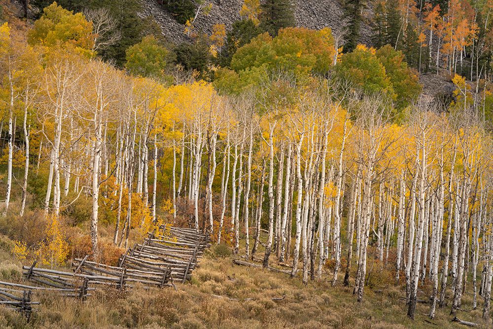 USA-Colorado-Uncompahgre National Forest Autumn aspen trees and split-rail fence art print by Jaynes Gallery for $57.95 CAD