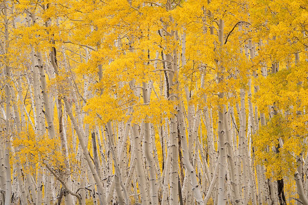 USA-Colorado-Uncompahgre National Forest Aspen trees in autumn art print by Jaynes Gallery for $57.95 CAD