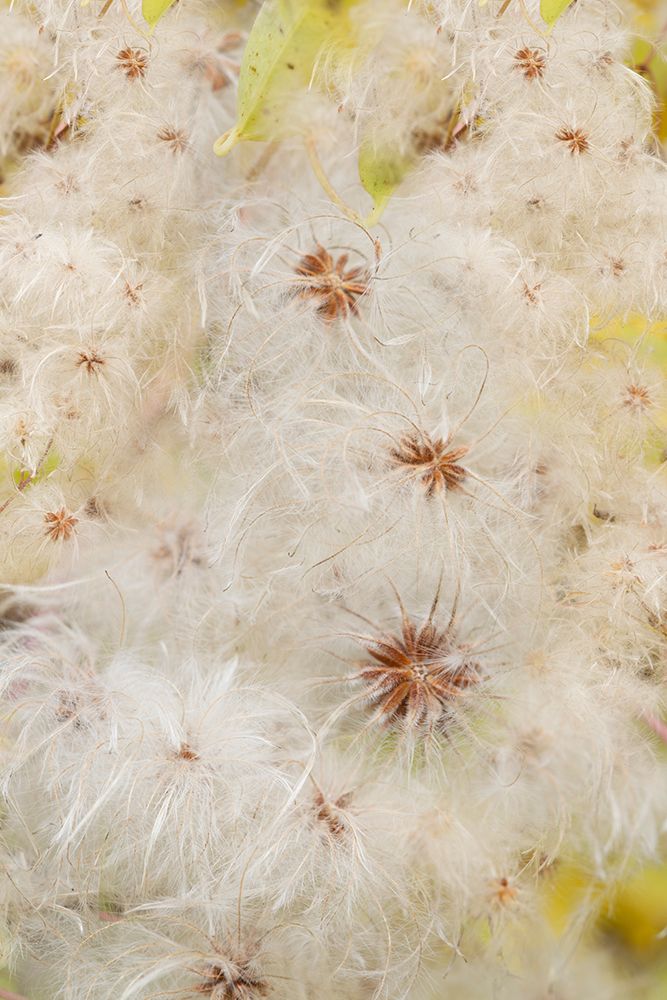USA-Colorado-Uncompahgre National Forest Seedheads of clematis plant art print by Jaynes Gallery for $57.95 CAD