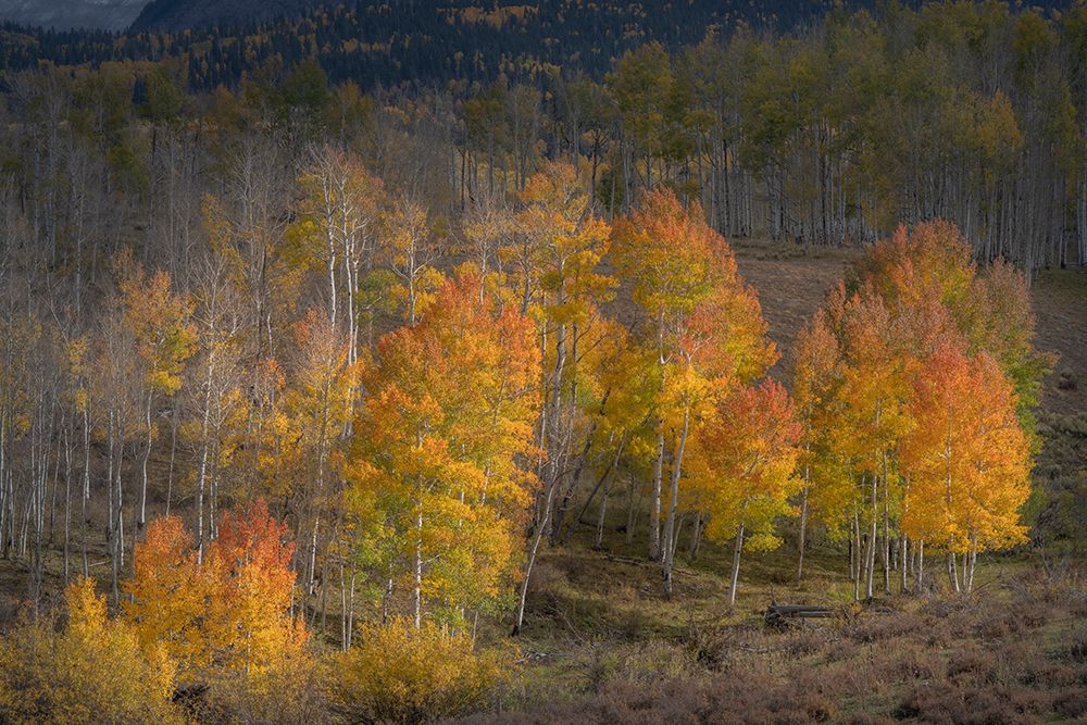 USA-Colorado-Uncompahgre National Forest Aspen trees in late autumn art print by Jaynes Gallery for $57.95 CAD