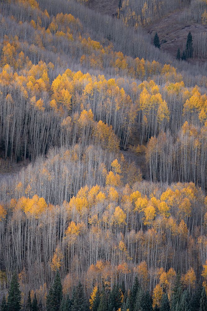 USA-Colorado-White River National Forest Aspen forest in autumn art print by Jaynes Gallery for $57.95 CAD