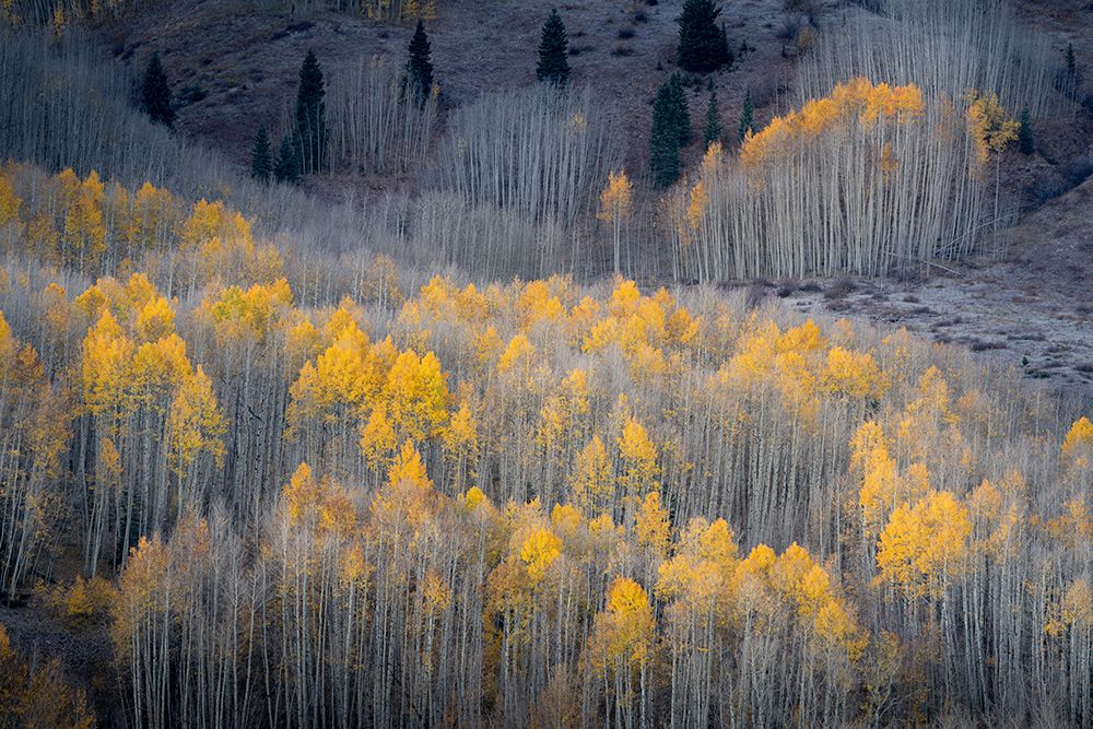 USA-Colorado-White River National Forest Aspen forest in autumn art print by Jaynes Gallery for $57.95 CAD
