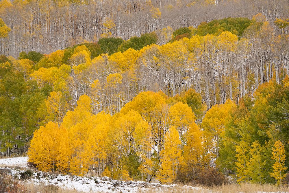 USA-Colorado-Uncompahgre National Forest Fresh snow and autumn colors on forest art print by Jaynes Gallery for $57.95 CAD