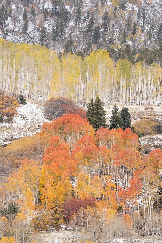 USA-Colorado-Uncompahgre National Forest Aspen and spruce trees after autumn snowstorm art print by Jaynes Gallery for $57.95 CAD
