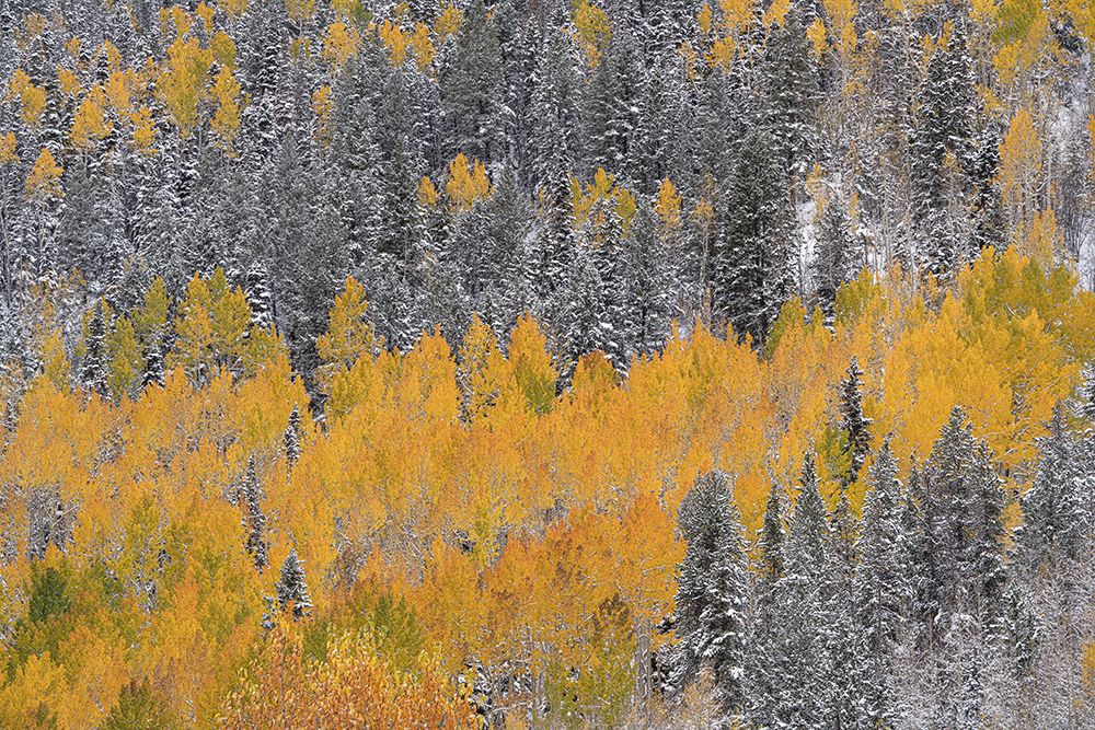 USA-Colorado-Uncompahgre National Forest Aspens after autumn snowstorm art print by Jaynes Gallery for $57.95 CAD