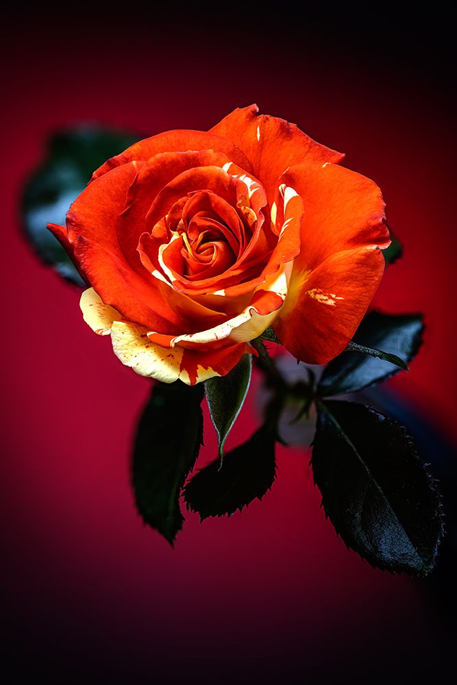 USA-Colorado-Loveland Rose close-up art print by Jaynes Gallery for $57.95 CAD