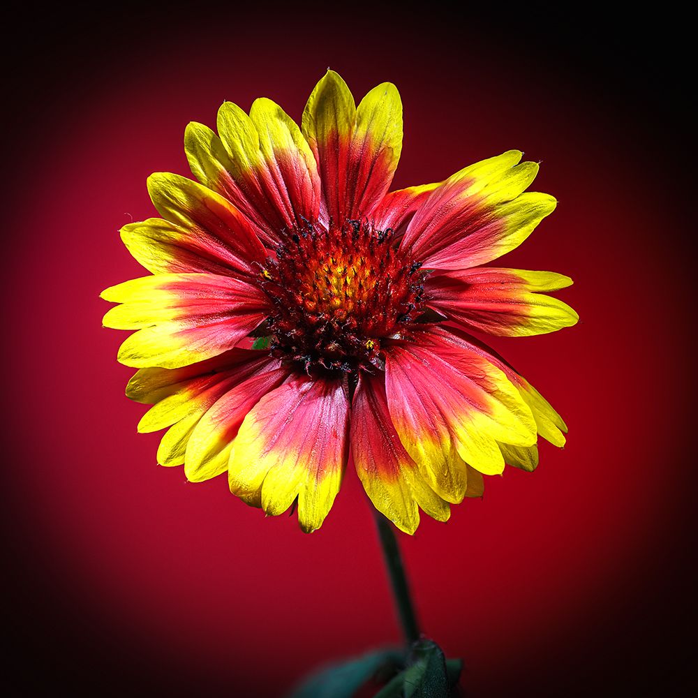 USA-Colorado-Loveland Gaillardia flower close-up art print by Jaynes Gallery for $57.95 CAD