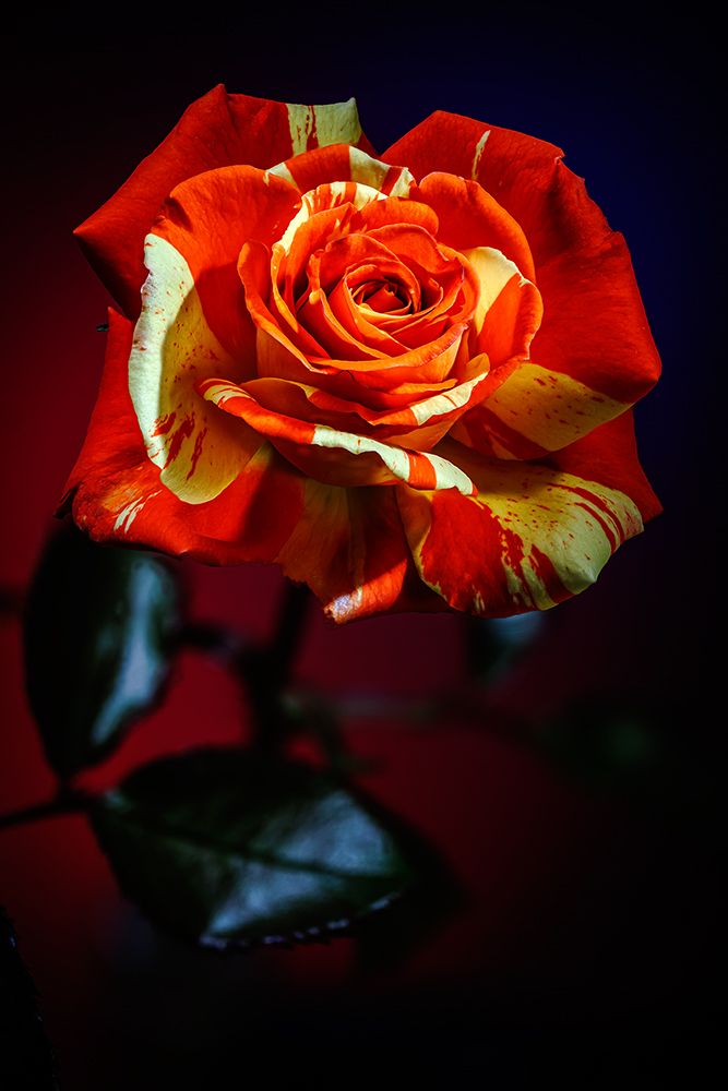 USA-Colorado-Loveland Rose close-up art print by Jaynes Gallery for $57.95 CAD