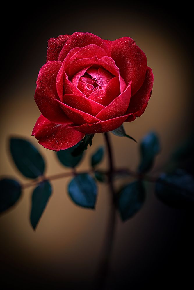 USA-Colorado-Loveland Rose close-up art print by Jaynes Gallery for $57.95 CAD