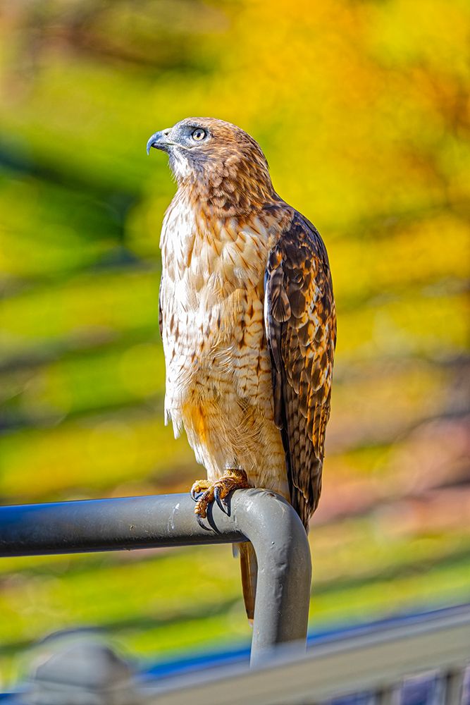 USA-Colorado-Fort Collins Red-tailed hawk close-up art print by Jaynes Gallery for $57.95 CAD