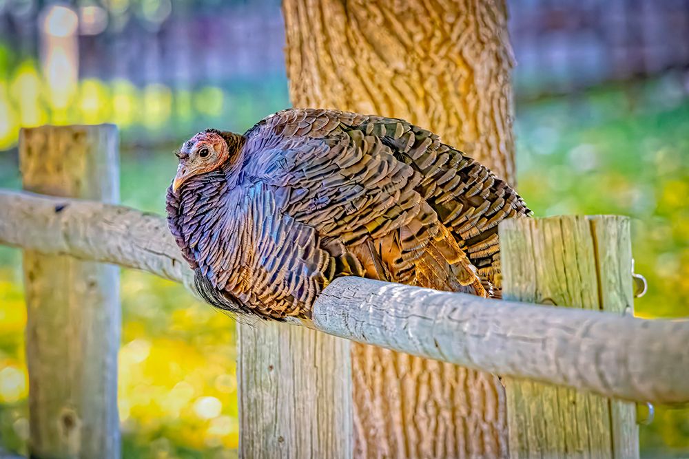 USA-Colorado-Loveland Wild female turkey close-up art print by Jaynes Gallery for $57.95 CAD