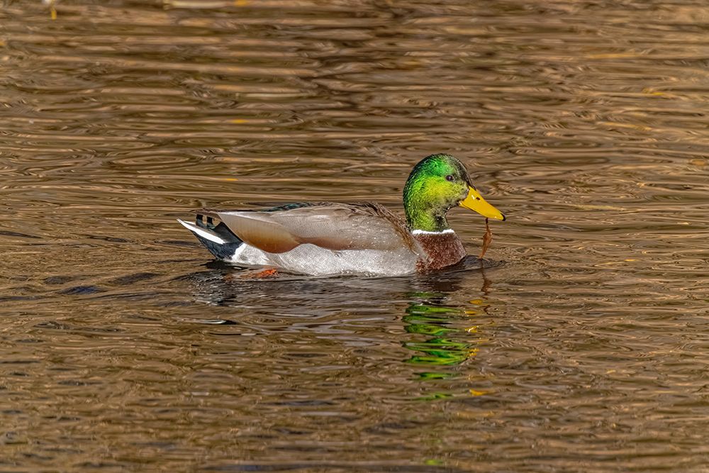 USA-Colorado-Loveland Mallard duck male swimming in lake art print by Jaynes Gallery for $57.95 CAD