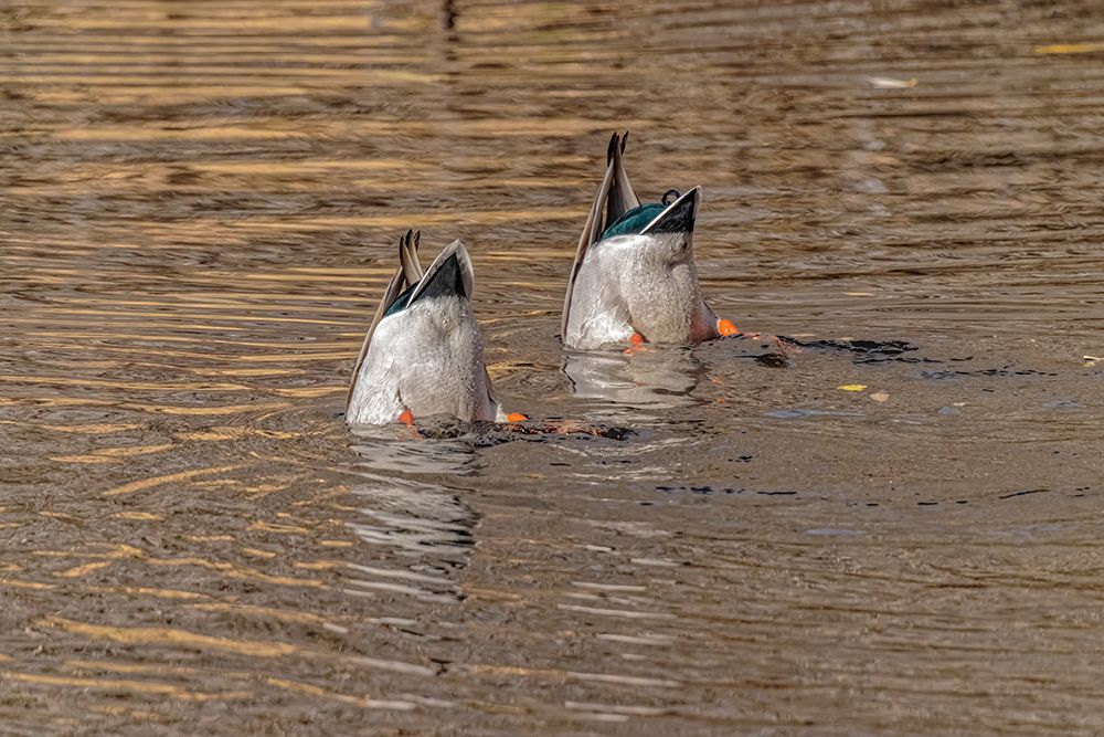 USA-Colorado-Loveland Male mallard ducks diving for food in lake art print by Jaynes Gallery for $57.95 CAD