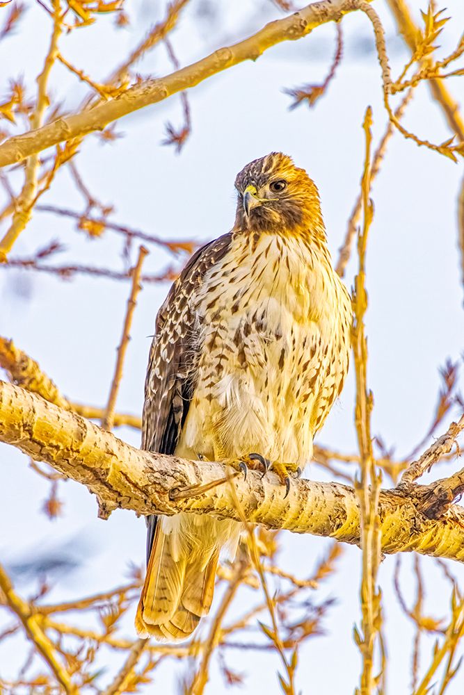USA-Colorado-Fort Collins Red-tailed hawk close-up art print by Jaynes Gallery for $57.95 CAD