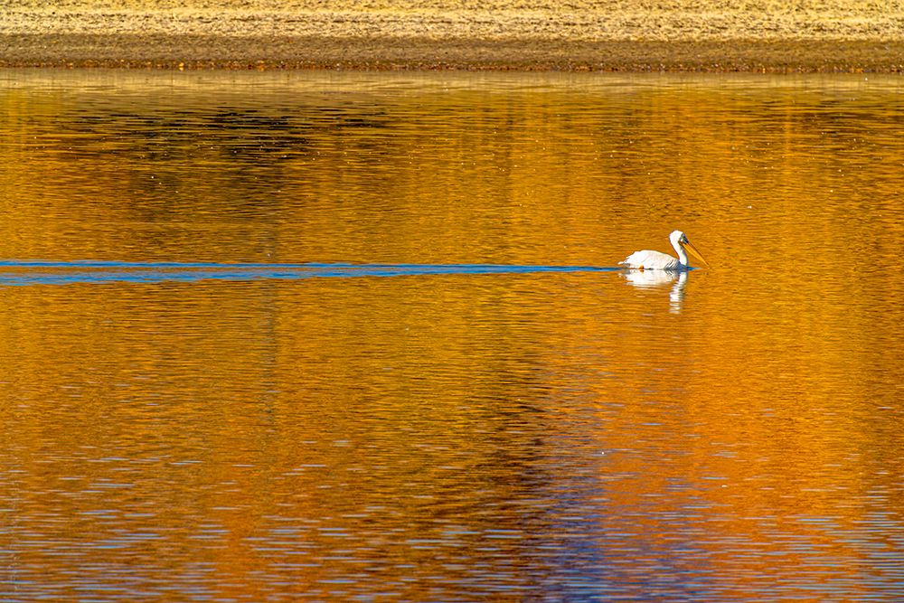 USA- Colorado- Loveland. American white pelican swims in Donath Lake. art print by Jaynes Gallery for $57.95 CAD
