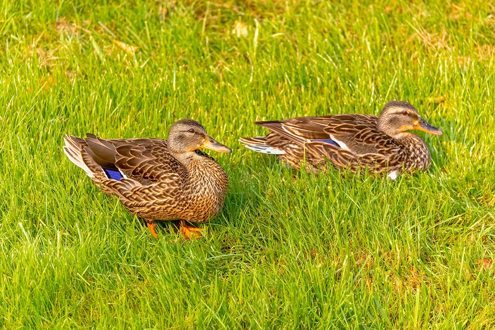 USA- Colorado- Fort Collins. Close-up of mallard ducks in grass. art print by Jaynes Gallery for $57.95 CAD