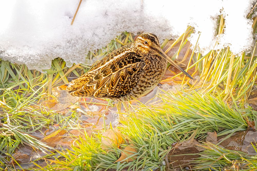 USA- Colorado- Fort Collins. Wilsons snipe in icy winter grass. art print by Jaynes Gallery for $57.95 CAD