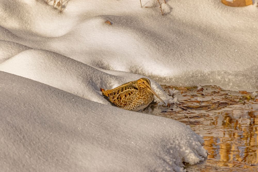 USA- Colorado- Fort Collins. Wilsons snipe drinks from stream in winter. art print by Jaynes Gallery for $57.95 CAD