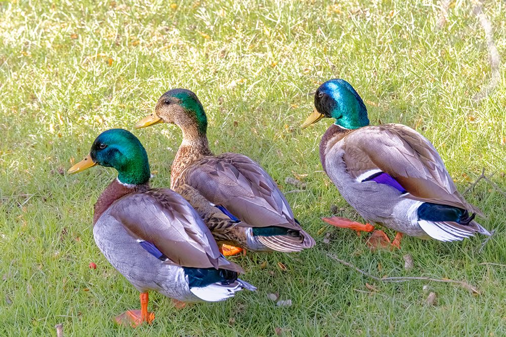 USA-Colorado-Fort Collins. Three mallard drakes in grass. art print by Jaynes Gallery for $57.95 CAD