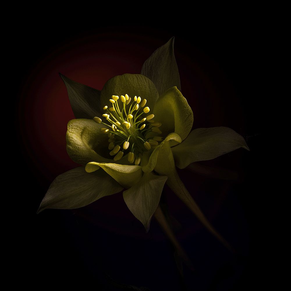 USA-Colorado-Fort Collins. Domestic columbine flower close-up. art print by Jaynes Gallery for $57.95 CAD