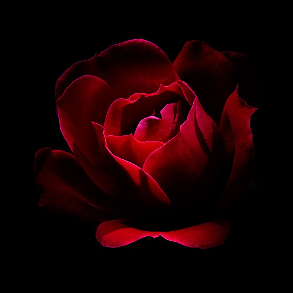 USA-Colorado-Fort Collins. Red rose flower close-up. art print by Jaynes Gallery for $57.95 CAD