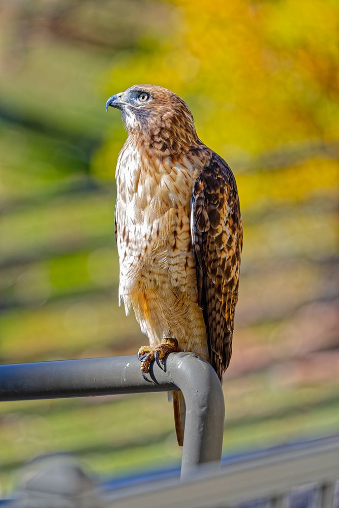 USA-Colorado-Fort Collins. Red-tailed hawk close-up. art print by Jaynes Gallery for $57.95 CAD