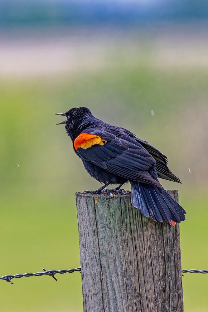 USA-Colorado-Fort Collins. Male red-winged blackbird calling for a mate. art print by Jaynes Gallery for $57.95 CAD