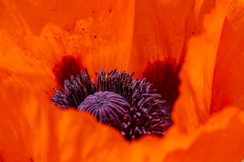 USA-Colorado-Fort Collins. Orange tulip close-up. art print by Jaynes Gallery for $57.95 CAD