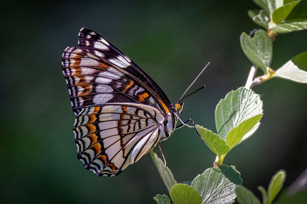 USA-Colorado-Young Gulch. Weidemeyers admiral butterfly close-up art print by Jaynes Gallery for $57.95 CAD