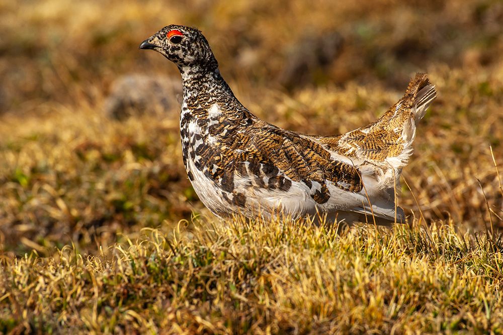 USA-Colorado-Mt Evans White-tailed ptarmigan bird changing plumage art print by Jaynes Gallery for $57.95 CAD