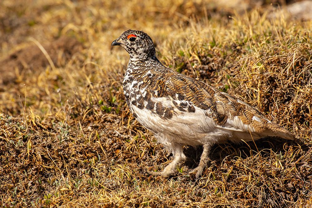 USA-Colorado-Mt Evans White-tailed ptarmigan bird changing plumage art print by Jaynes Gallery for $57.95 CAD