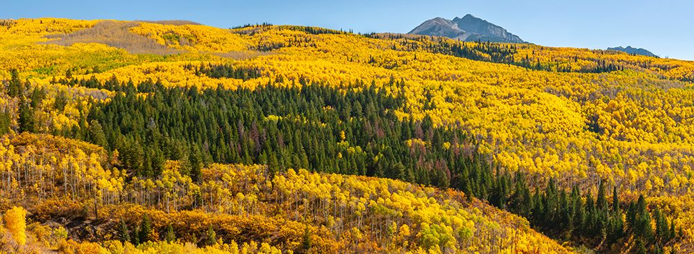 USA-Colorado-White River National Forest Panoramic art print by Jaynes Gallery for $57.95 CAD