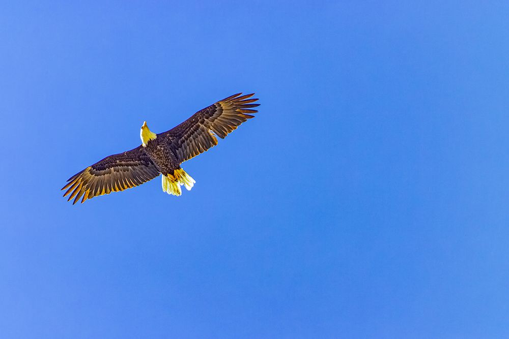 USA-Colorado-Fossil Creek Reservoir American bald eagle in flight art print by Jaynes Gallery for $57.95 CAD