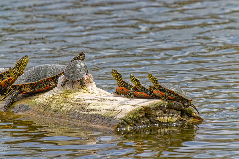 USA-Colorado-Fort Collins Painted turtles on log in pond art print by Jaynes Gallery for $57.95 CAD