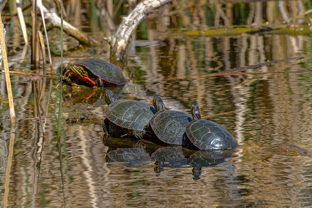 USA-Colorado-Fort Collins Painted turtles on log in pond art print by Jaynes Gallery for $57.95 CAD