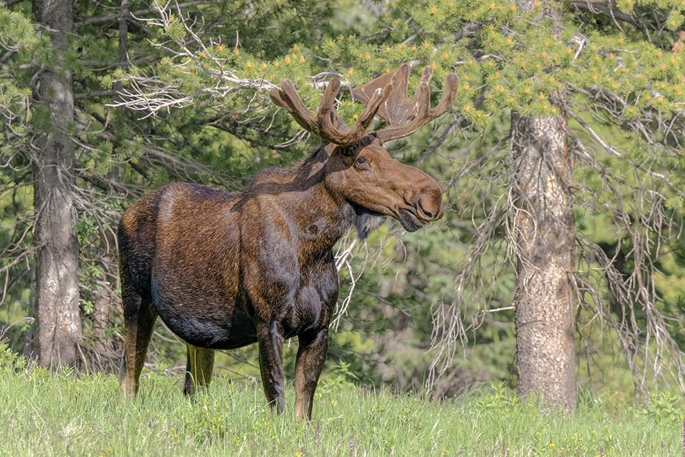 Bull moose USA-Colorado-Cameron Pass art print by Jaynes Gallery for $57.95 CAD