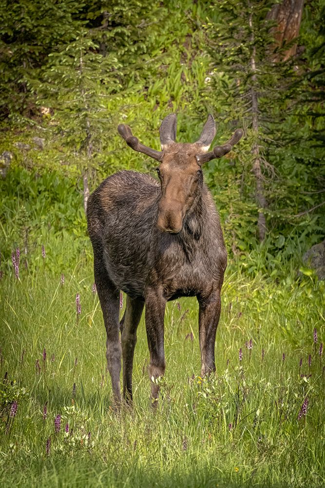 USA-Colorado-Cameron Pass Bull moose close-up art print by Jaynes Gallery for $57.95 CAD
