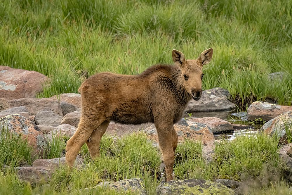 USA-Colorado-Cameron Pass Moose calf close-up art print by Jaynes Gallery for $57.95 CAD