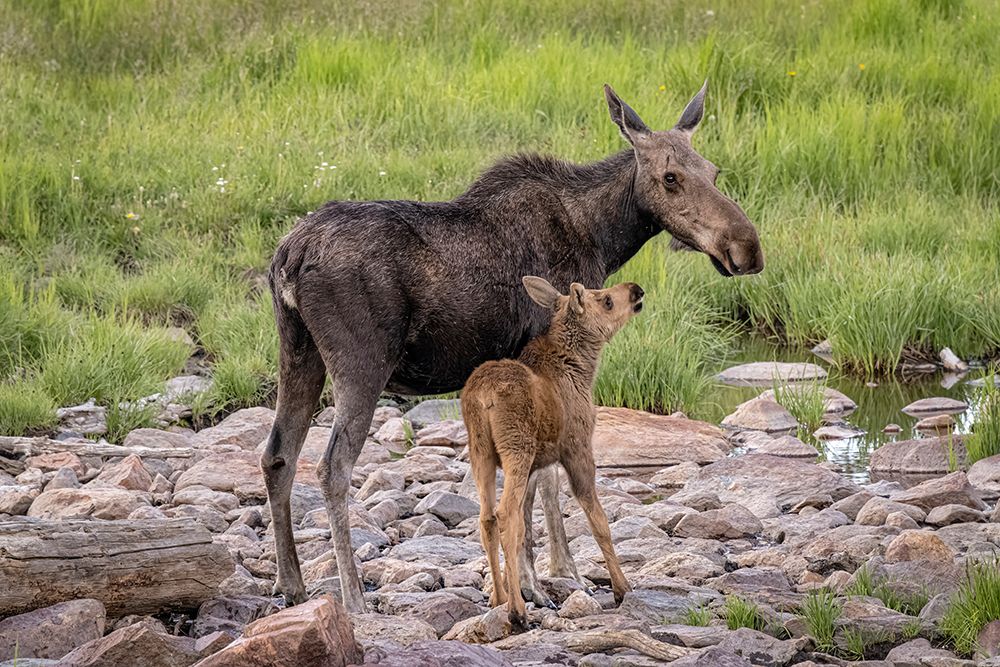 USA-Colorado-Cameron Pass Female moose with calf art print by Jaynes Gallery for $57.95 CAD