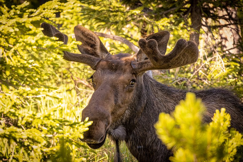 USA-Colorado-Cameron Pass Bull moose close-up art print by Jaynes Gallery for $57.95 CAD