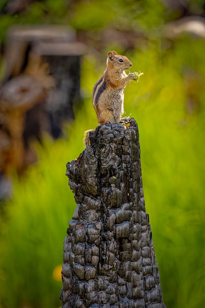 USA-Colorado-Cameron Pass Golden-mantled ground squirrel eating on burned stump art print by Jaynes Gallery for $57.95 CAD