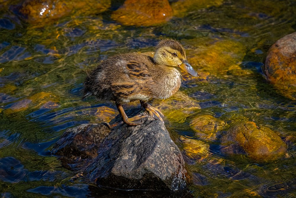 USA-Colorado-Fort Collins Mallard duckling on rock in stream art print by Jaynes Gallery for $57.95 CAD