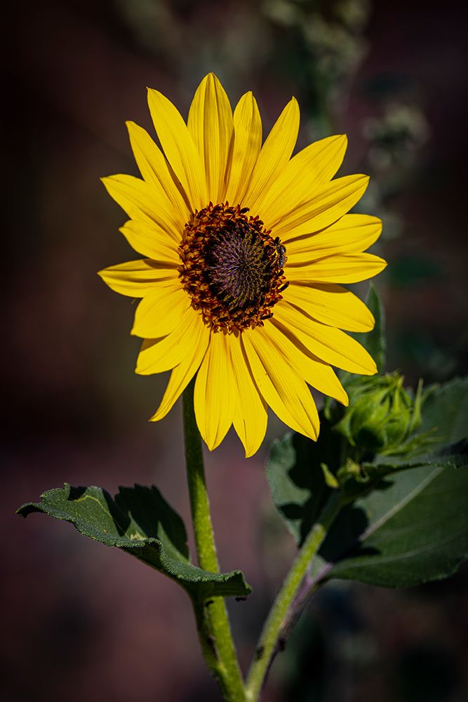USA-Colorado-Fort Collins Wild sunflower close-up art print by Jaynes Gallery for $57.95 CAD